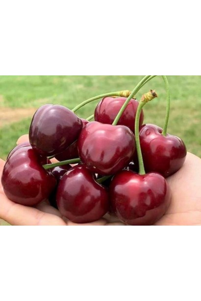 Черешня Гігантелла - крупні червоні ягоди